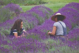 lavender fields in Baraboo, Wis