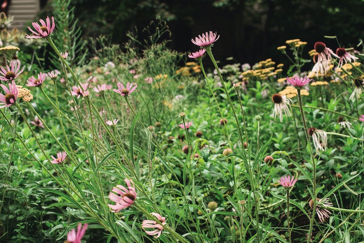 Colorful yellow yarrow is low-maintenance and beloved by pollinators. The pink coneflower is a beautiful perennial that also attracts pollinators.