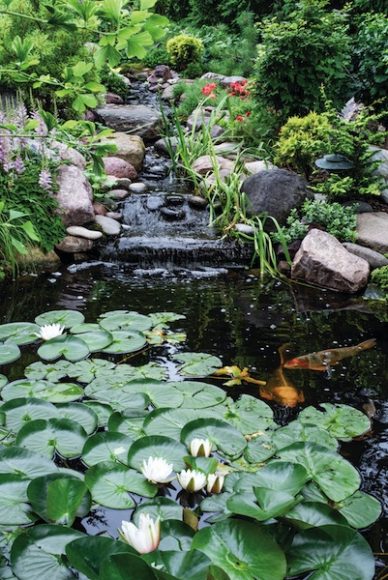 The 3,000-gallon pond is self- circulating with water that pumps from the pond to the waterfall. It houses seven Koi fish, which can live as long as 50 years, and two goldfish. In the winter, the fish are brought inside.