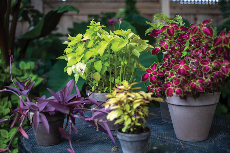 Artichoke, purpleheart and coleus are all fixtures in Melissa’s yard.
