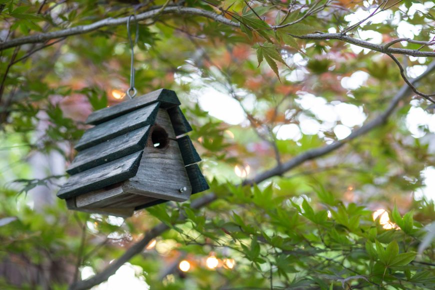 A friend hung a wren house on the couple’s Japanese maple as a surprise.