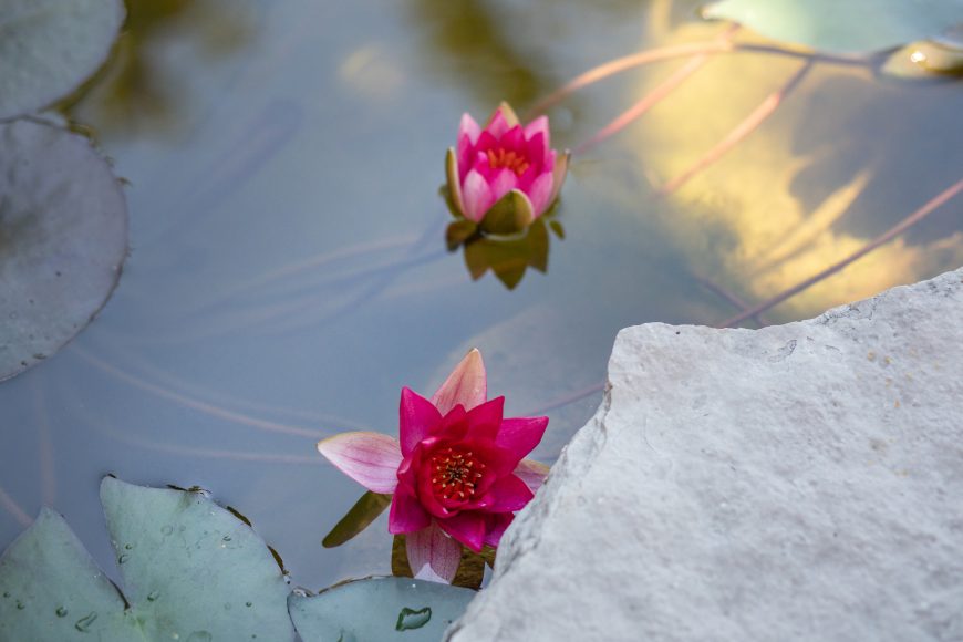A pink lotus flower drifts in the pond.