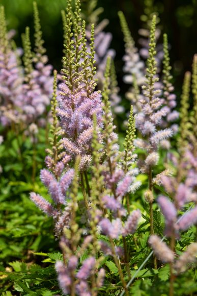Chinese astilbe: “I enjoy a large variety of astilbes because they bloom during different parts
of [spring and summer], making my garden ever- changing,” says Hemenway.