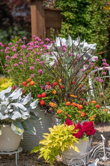 Zinnias: In addition to sharing zinnia seeds with friends and family, Hemenway has also sold seeds to benefit local causes.