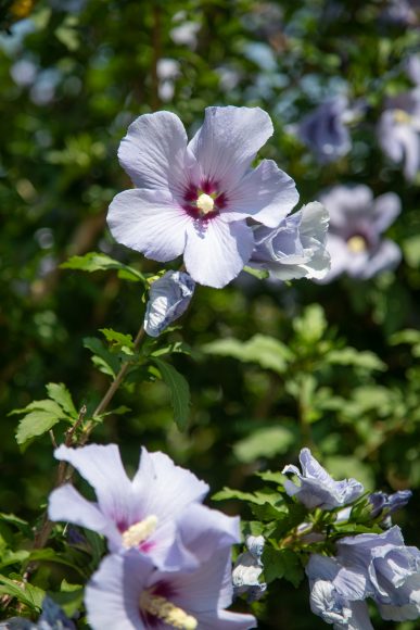 Hibiscus: These bloom in late summer into the fall and attract butterflies and hummingbirds. Its blooms can be as big as dinner plates and come in a variety of colors, including bright red and orange.