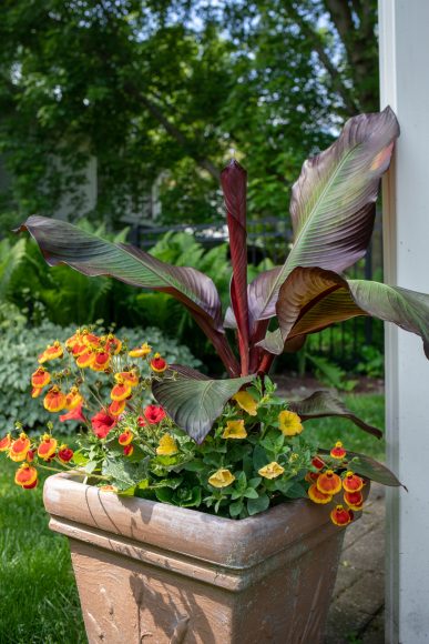 A set of containers enhance Vaughan’s backyard gazebo. They have a mix of banana leaves, yellow petunias and orange and yellow annuals.