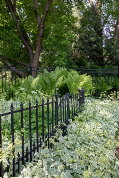 Originally, Penny Vaughan’s side yard had a grouping of pine trees, but she had them taken out because they weren’t thriving. In their place, she planted Snow on the Mountain and ferns for ground cover.
