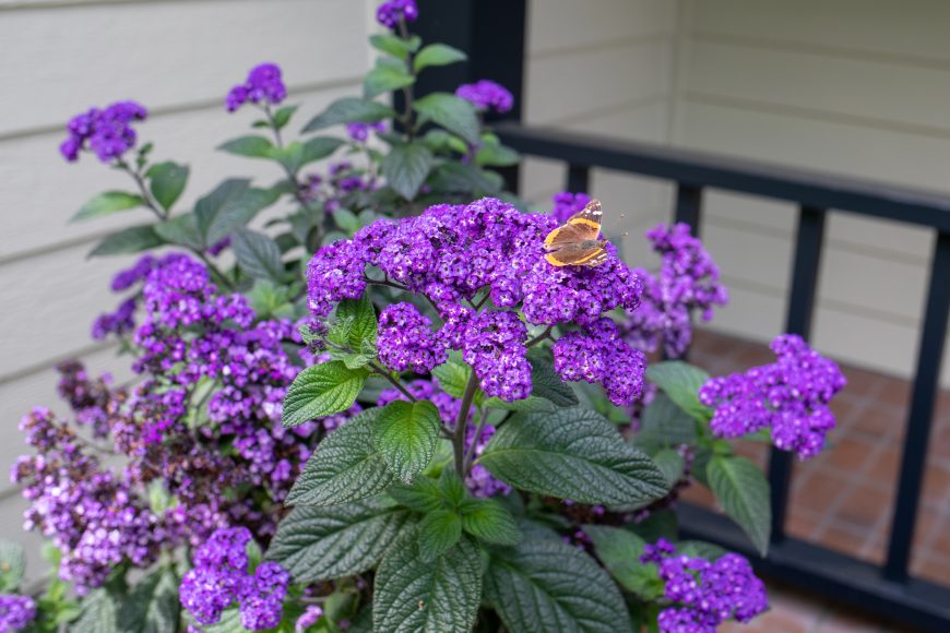 A butterfly lands on a verbena plant in topiary form in Vaughan’s front yard. The plant is from K&A Greenhouse, her favorite gardening spot.