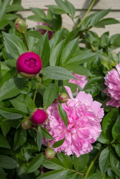 Peonies bloom in Vaughan’s side yard.