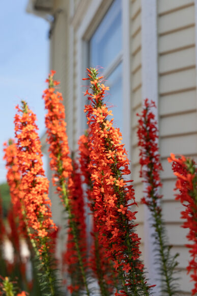 Aaroen says a friend gave her scarlet gilia seeds, which she planted in the Larson House Museum's gardens.